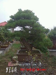 IMG0626160500.jpg