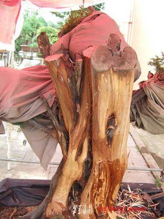 DSCF5779.JPG