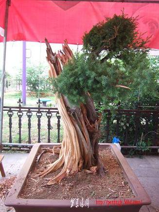 DSCF5794.JPG