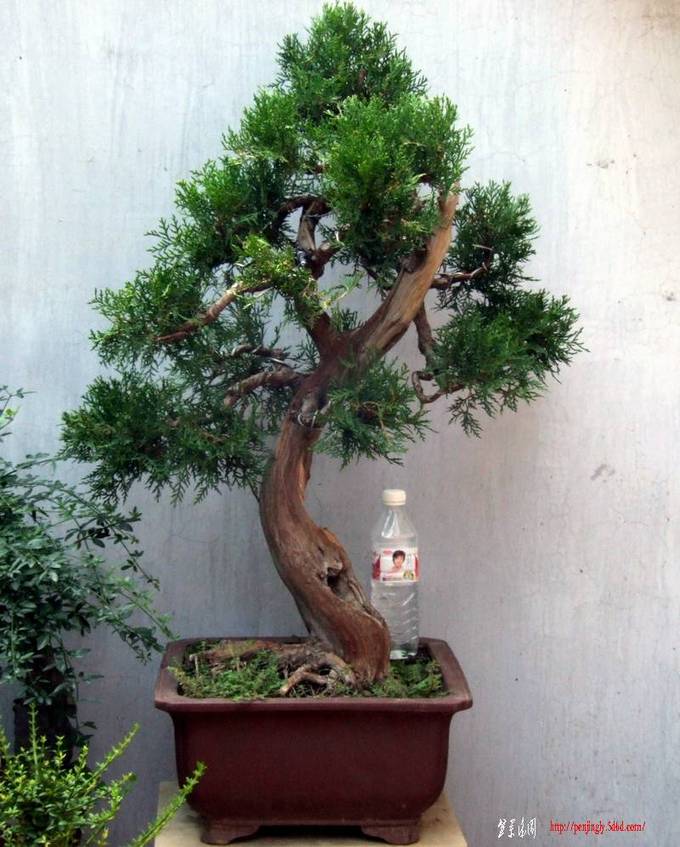 DSCF6615.jpg