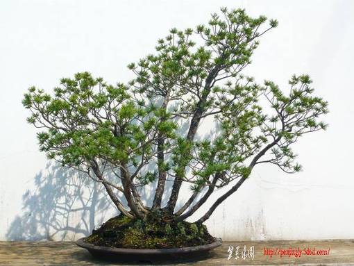 Pdhn75YQ.jpg