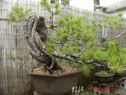 ap_F23_20090331105430558.jpg