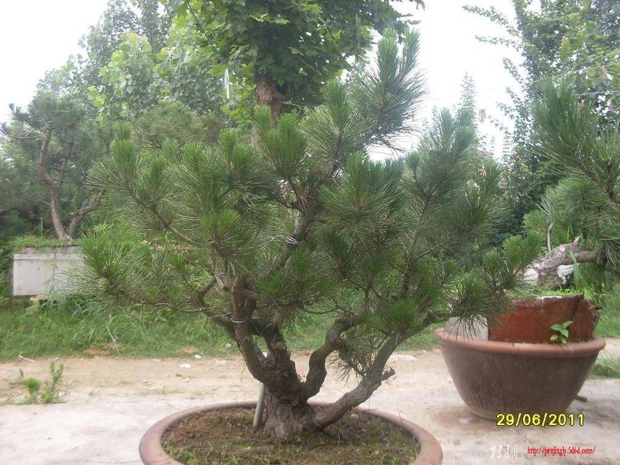 SDC10694.JPG