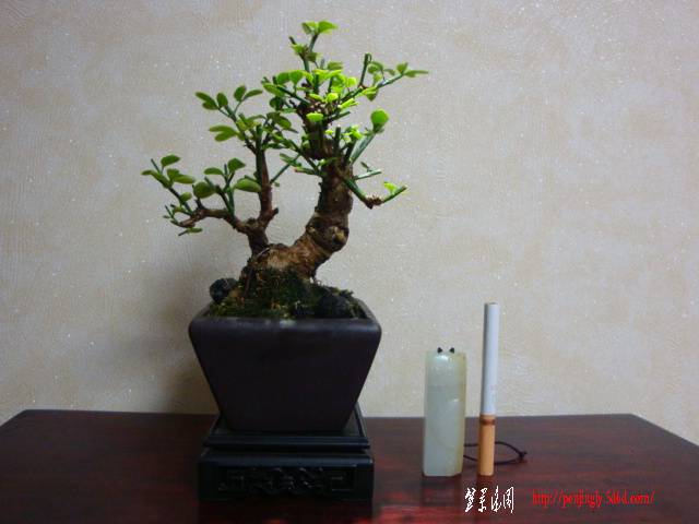 DSC05326.JPG