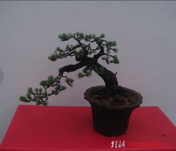 黑松07.jpg