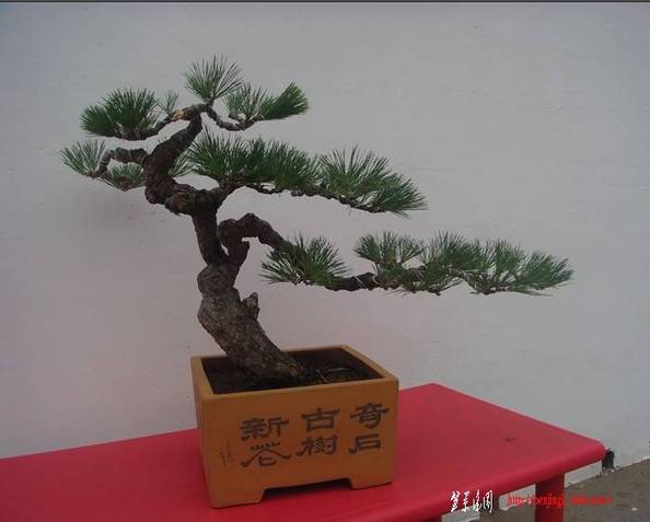 黑松08.jpg