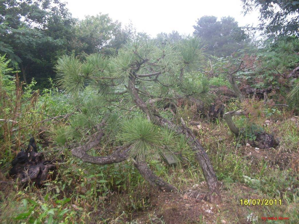 SDC10939.JPG