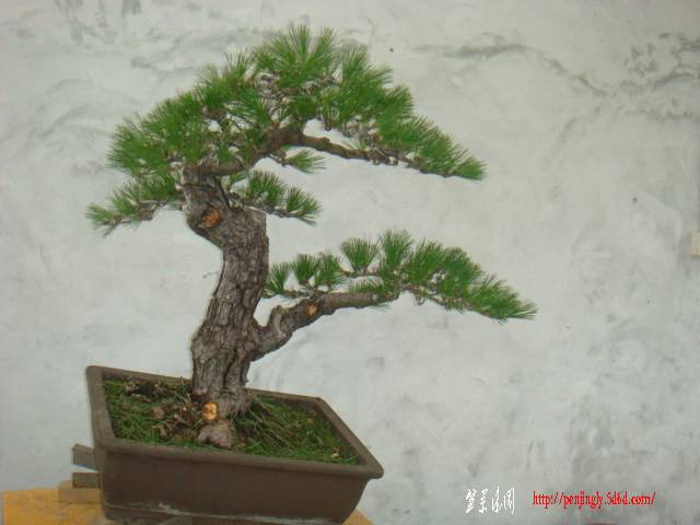 DSC08072.JPG