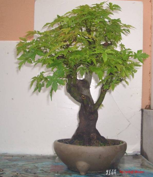 ʣ11724.JPG