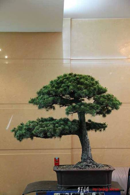 辰1jpg (90).jpg