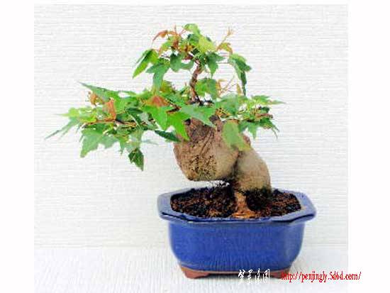 bonsai0421.jpg