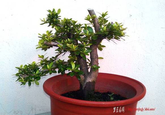 IMAG0049_.jpg