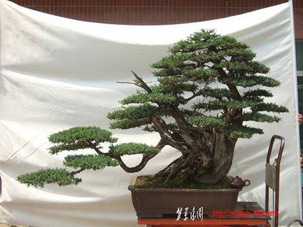 DSCF5931.JPG