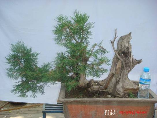 DSC02280.JPG