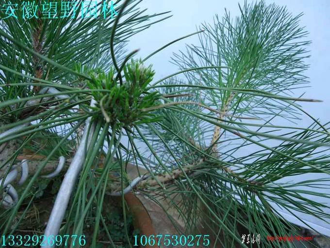 DSC02288.jpg