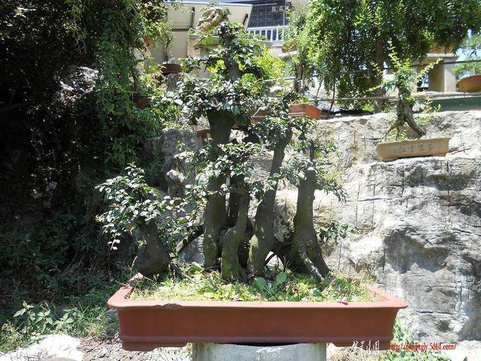 DSCN0300.jpg