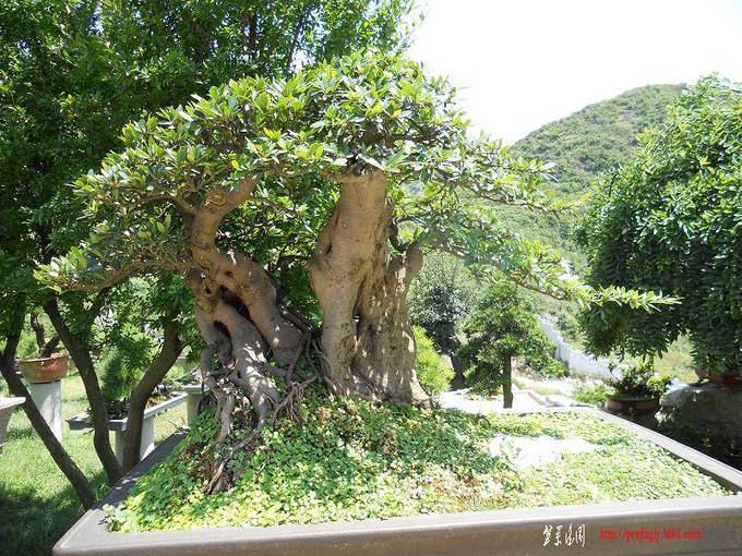 DSCN0331.jpg