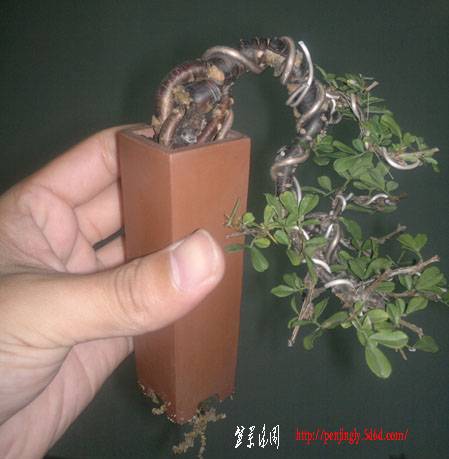 20110822126.jpg