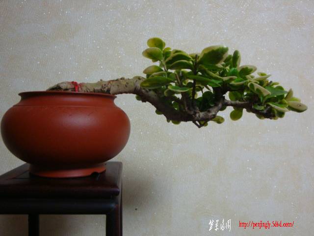 DSC05775.JPG