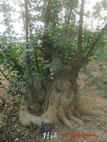 2011_09080145.JPG