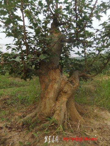 2011_09080116.JPG