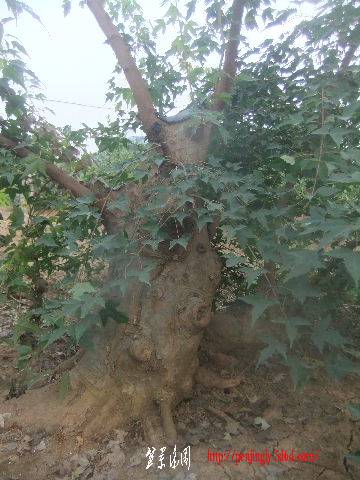 2011_09080131.JPG