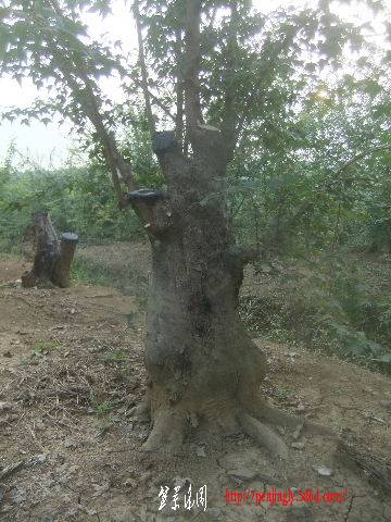 2011_09080144.JPG