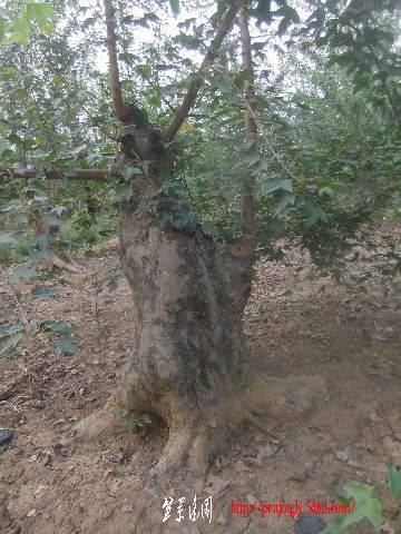 2011_09080130.JPG