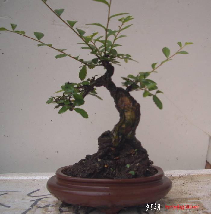 小榆树11，9，10.JPG