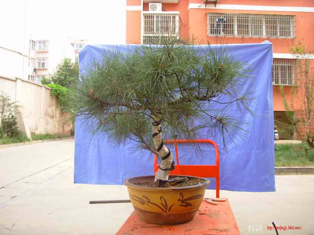 SDC12313.JPG