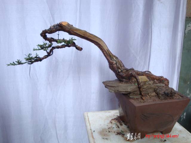 DSC05004.JPG