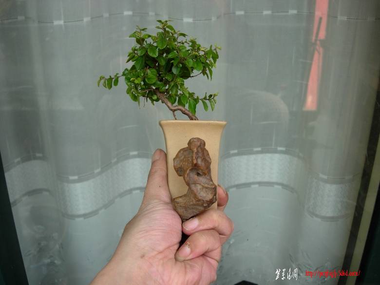 DSCN6038_conew1.jpg