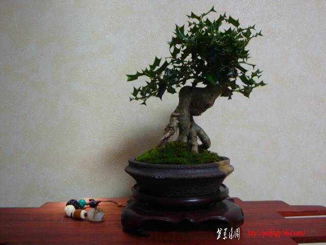 DSC06091.JPG