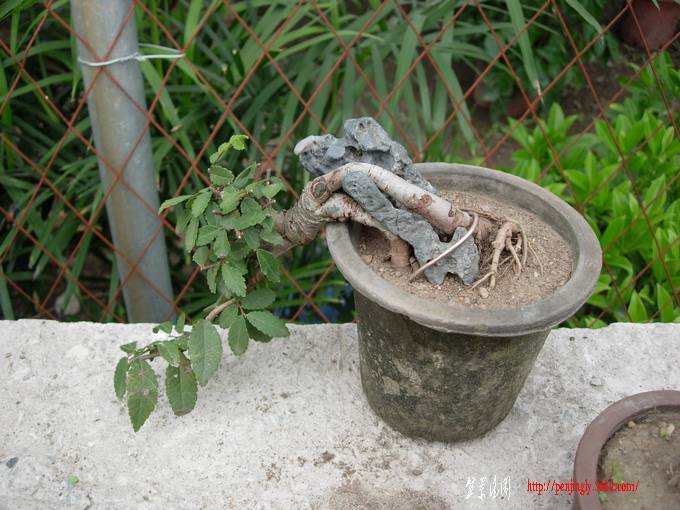 DSCN6095.JPG