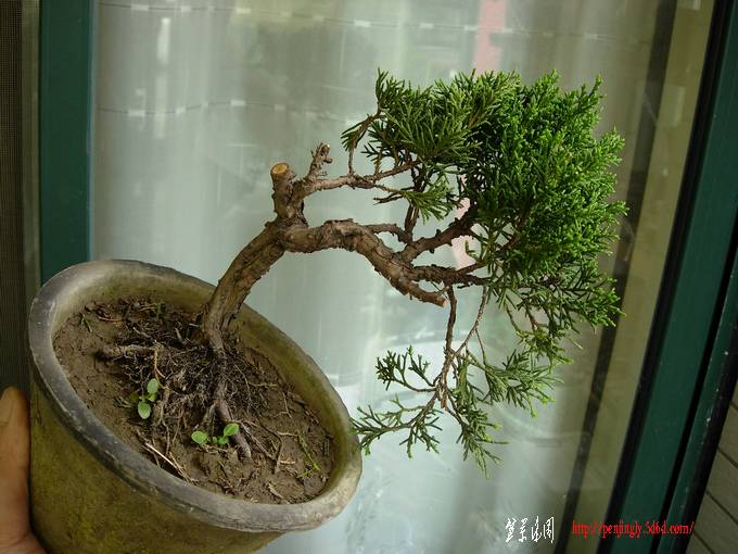 DSCN6106.jpg