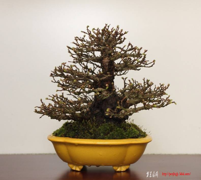 BSA%20Shohin%20Off%202011%20034.jpg