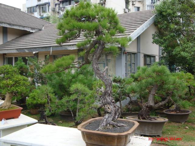 DSC06274.JPG