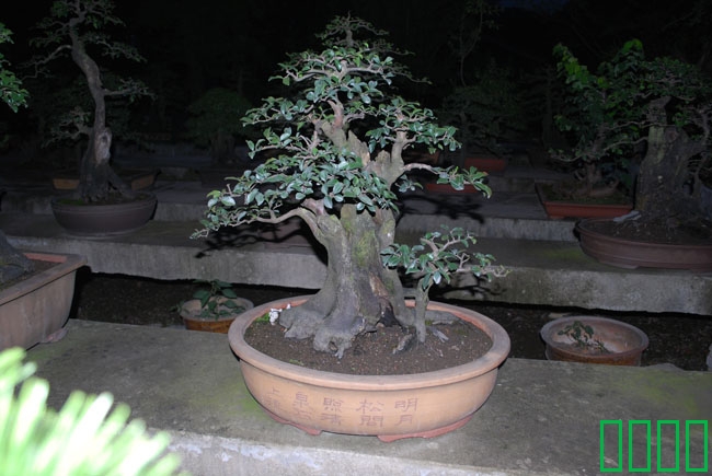 DSC_8582.JPG