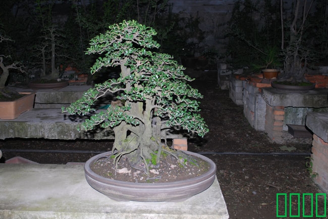DSC_8575.JPG