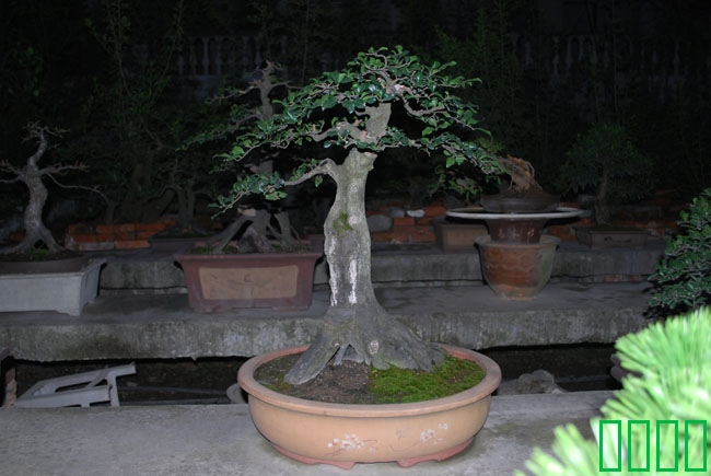 DSC_8581.JPG