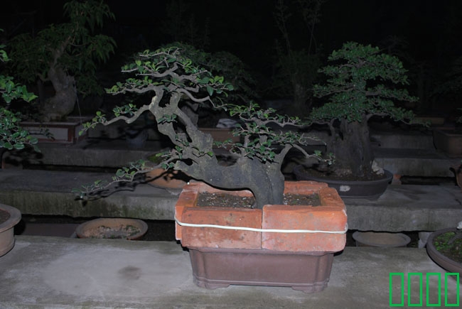 DSC_8566.JPG
