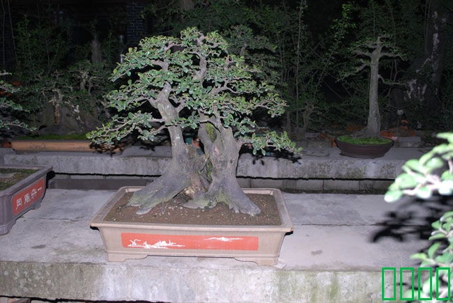 DSC_8602.JPG