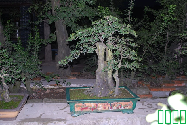 DSC_8604.JPG