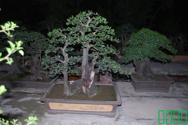 DSC_8594.JPG