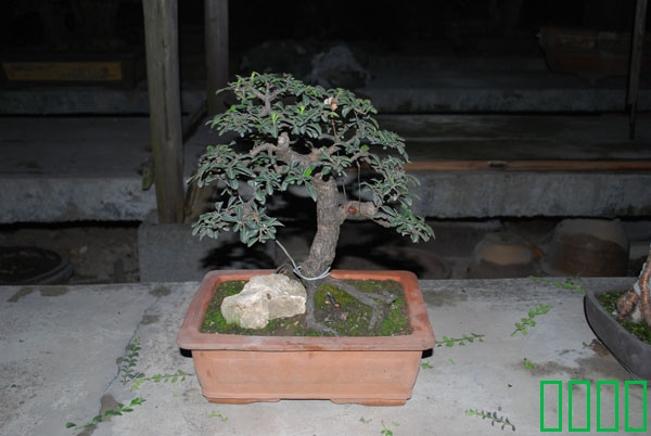 DSC_8606.JPG